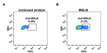 MSLN Antibody