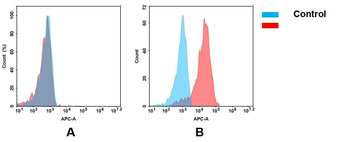 MSLN Antibody