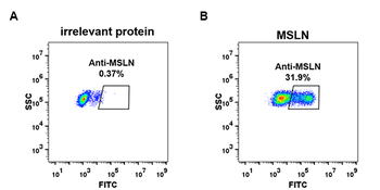 MSLN Antibody