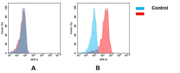 MSLN Antibody