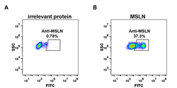 MSLN Antibody