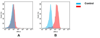 MSLN Antibody