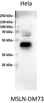 MSLN Antibody