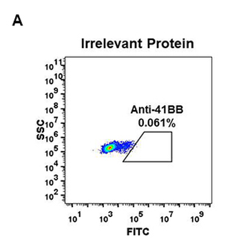 4-1BB Antibody