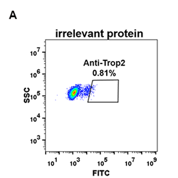 Trop2 Antibody