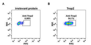 Trop2 Antibody