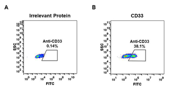 CD33 Antibody