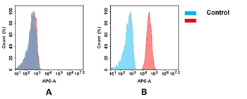 CD33 Antibody