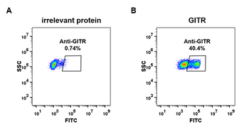 GITR Antibody