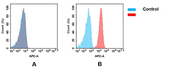 GITR Antibody