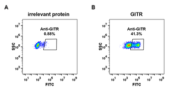 GITR Antibody