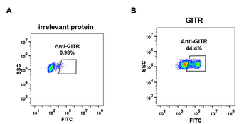 GITR Antibody