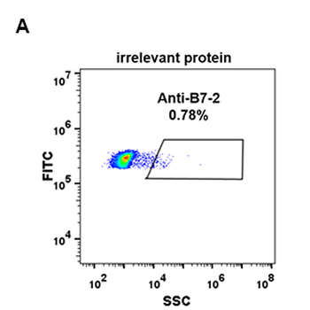 B7-2 Antibody