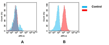 B7-2 Antibody