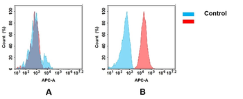 B7-2 Antibody