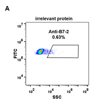 B7-2 Antibody