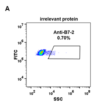 B7-2 Antibody