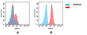 B7-2 Antibody