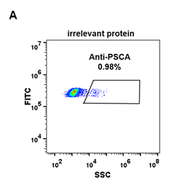 PSCA Antibody