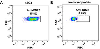 CD22 Antibody