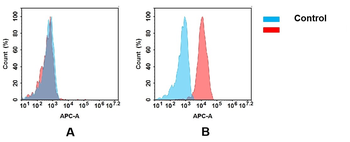 TNFRSF10B Antibody