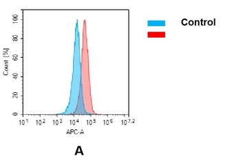 AXL Antibody