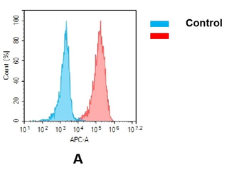 EGFR Antibody