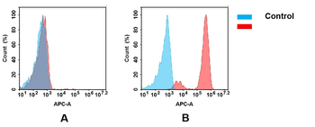 EGFR Antibody