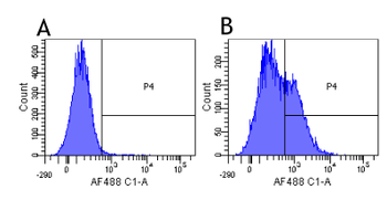 IL-2R antibody