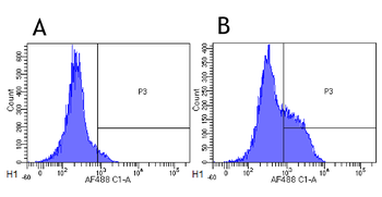 CD52 antibody