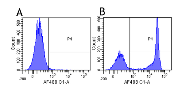 CD4 antibody