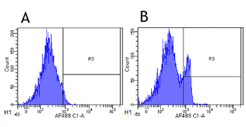 CD4 antibody