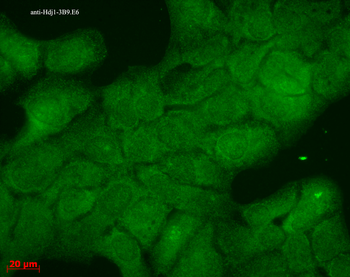 HSP40 Antibody (FITC)
