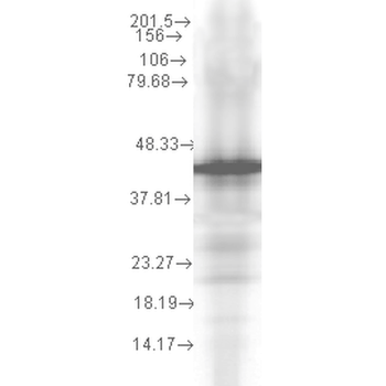 HSP40 Antibody (FITC)