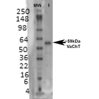 VAChT Antibody: HRP