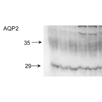 Aquaporin 2 Antibody (FITC)
