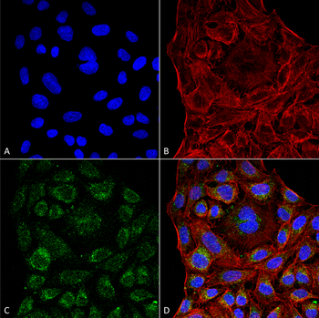 ERp57 Antibody (RPE)