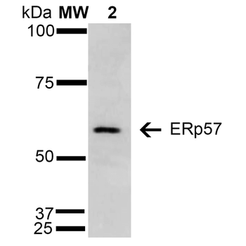ERp57 Antibody (RPE)