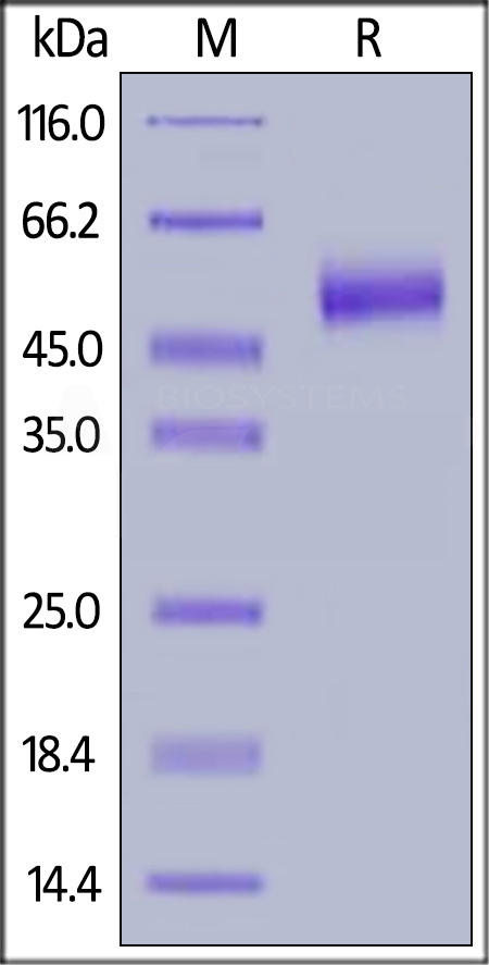 Human IL-13 R alpha 2 Protein