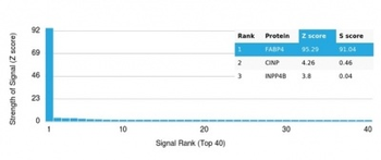 Fatty Acid Binding Protein 4 (FABP4) Antibody