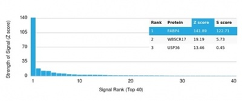 Fatty Acid Binding Protein 4 (FABP4) Antibody