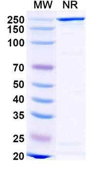 Gomiliximab Chimeric Monoclonal Antibody