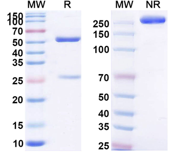 Lumiliximab Chimeric Monoclonal Antibody