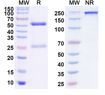 Human CD23/FCER2 Monoclonal Antibody