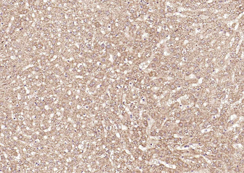 Frizzled 5 antibody