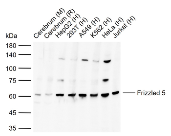 Frizzled 5 antibody