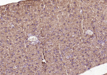 Frizzled 5 antibody