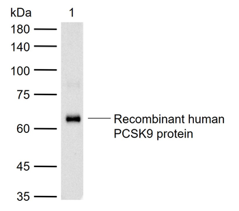 PCSK9 antibody