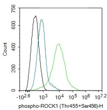 ROCK1 (phospho-Thr455/Ser456) antibody