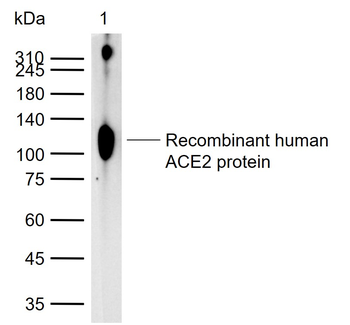 ACE2 antibody